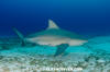 Bull Shark