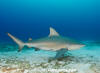 Bull Shark