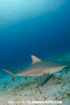 Bull Shark