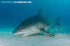 Bull Shark