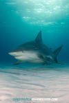 Bull Shark