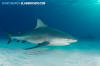 Bull Shark