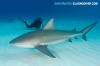 Bull Shark