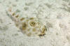Bulls eye Electric Ray picture