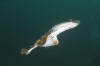 Bulls eye electric ray image