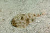 Bulls eye electric Ray picture