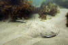 California Angel Shark