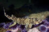 California Swell Shark pic