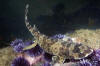 California Swell Shark Picture
