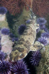 California Swell Shark photo