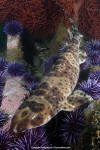 California swell shark 016