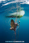 California Bat Ray