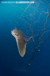 California Bat Ray Gill Net