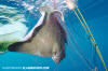 California Bat Ray Gill Net