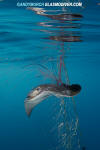 California Bat Ray