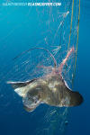 California Bat Ray