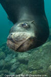 California Sea Lion