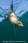 California Sea Lion