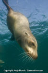 California Sea Lion