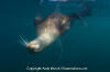 California Sea Lion