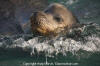 California Sea Lion