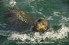 California Sea Lion