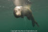 California Sea Lion