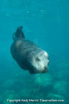 California Sea Lion 