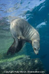 California Sea Lion