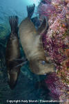 California Sea Lion