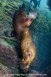 California Sea Lion