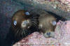 California Sea Lion