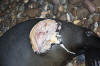 Wound on the back of a Californian Sea Lion inflicted by a shark