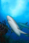 Caribbean Reef Shark 