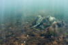 Caribbean Whiptail Stingray