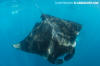 Caribbean Manta Ray