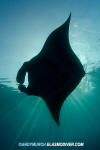 Caribbean Manta Ray