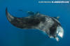 Caribbean Manta Ray