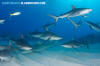 Caribbean Reef Shark