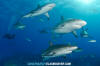 Caribbean Reef Shark