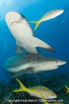 Caribbean Reef Shark