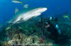 Caribbean Reef Shark