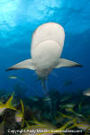 Caribbean Reef Shark