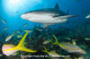 Caribbean Reef Shark