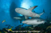 Caribbean Reef Shark