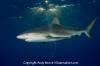 Caribbean Reef Shark