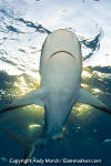 Caribbean Reef Shark