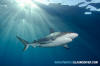 Caribbean Reef Shark 298