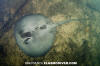 Caribbean Whiptail Stingray