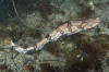 Chain catshark aka chain dogfish